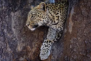 Ruaha: African leopard (Panthera pardus pardus) female