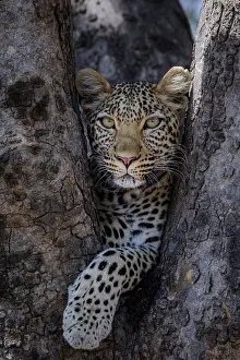 Ruaha: African leopard (Panthera pardus pardus) female