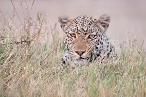 Okavango: African leopard (Panthera pardus) portrait in the