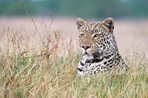 Okavango: African leopard (Panthera pardus) portrait in the