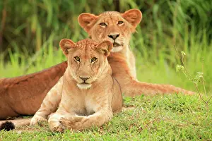 Rich Thomas: African Lion - 2 sub adults Selous Game Reserve