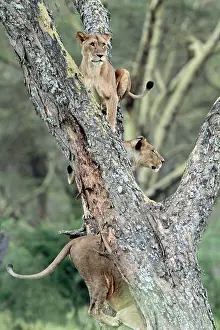 Rich Thomas: African Lion - 3 females in a tree Lake Nakuru National