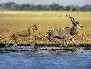Tragelaphus: African Lion