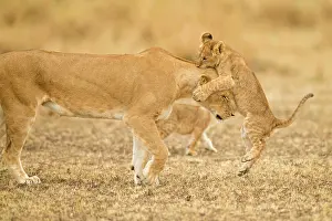 Narok: African lion cub jumping on her mothers head in