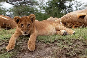 Whilst: African Lion - cub lying down alert whilst adults