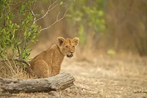 Narok: African Lion cub in Masai Mara, Kenya, Africa