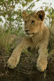 Embankment: African Lion cub, Panthera leo, posing on