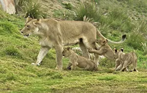 Lionesses: African lion and cubs