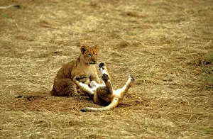 Submissive: African Lion - cubs playing