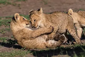 Friendships: African Lion cubs playing Masai Mara National Reserve, Kenya
