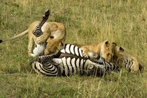 Tackle: African Lion Females, Panthera leo, with