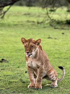 Renato Granieri: African Lion juvenile urinating