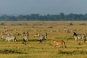Burchell: African Lion lioness prowling with Plains