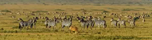 Burchell: African Lion lioness prowling with Plains