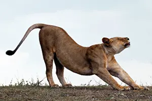 Stance: African Lion - lioness stretching before hunt