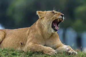 Growling: African Lion - lioness yawning. Masai Mara National