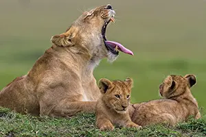 Growling: African Lion - lioness yawning with cubs. Masai