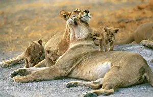 Rubbing: African Lion lionesses headrubbing by cubs