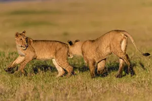 Lionesses: African Lion - lionesses playing