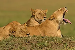 Growling: African Lion - lionesses sleeping and yawning