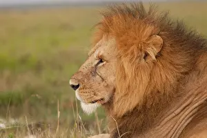Thoughtful: African Lion - male
