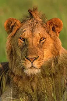 Arrogant: African Lion male