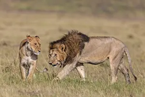 Start: African Lion - male eager to start mating with the lioness