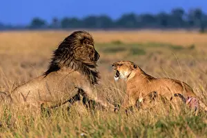 Anger: African Lion male and female lioness roaring in
