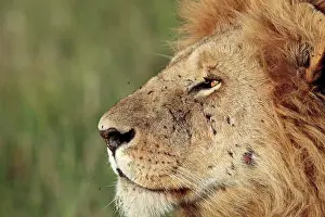 Rich Thomas: African Lion - male Masai Mara National Park, Kenya