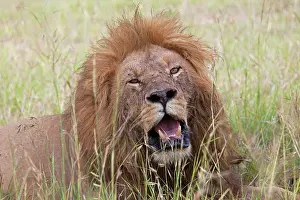 African Lion - male with mouth open