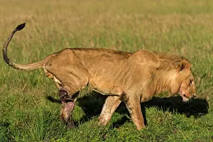 Bitten: African Lion male with rear leg bitten off in a