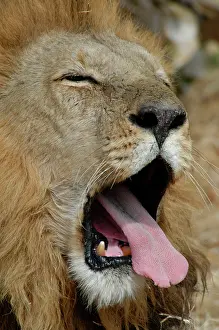 Hayden Oake: African Lion - Male, yawning