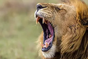 Growling: African Lion male yawning