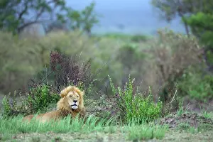 Aware: Lion