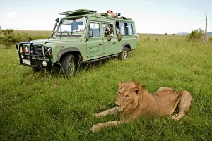 Auto: African Lion, Panthera leo, in front of