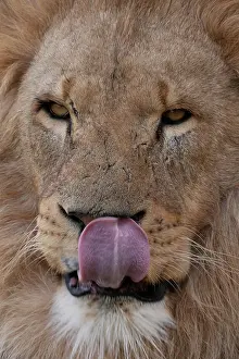 Nose: African lion (Panthera leo) adult male animal licking its no