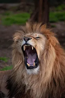 Sound: African lion (Panthera leo) adult male animal roaring