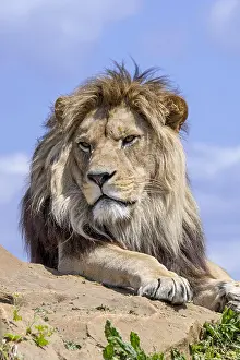 Rest: African lion (Panthera leo) adult male resting o