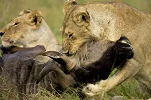 Grip: African Lion, Panthera leo, choking a gnu