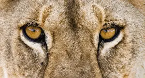 Tomcat: African lion (Panthera leo) close-up of eyes with