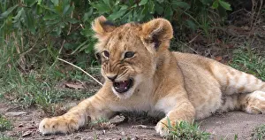 Narok: African Lion (panthera leo), Cub in the Bush, Ma