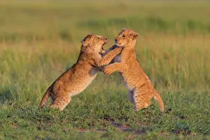 Attack: African lion (Panthera Leo), two cub fighting, Masai