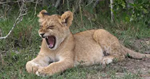 Narok: African Lion (panthera leo), cub Yawning, Masai