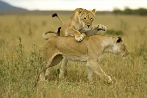 Pride: African Lion, Panthera leo, cubs playing