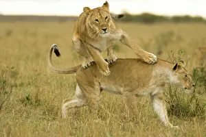 Pride: African Lion, Panthera leo, cubs playing