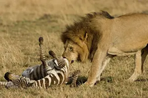 Dragging: African Lion, Panthera leo, dragging zebra