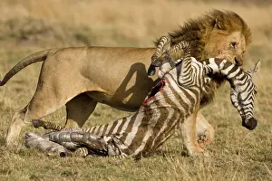 Dragging: African Lion, Panthera leo, dragging zebra