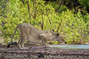 Nati: African lion (Panthera leo) drinking, Kruger National