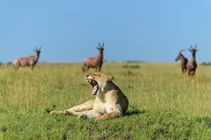 Topi: African lion (Panthera Leo), female with Topi (Damaliscus