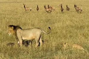 Growling: African Lion, Panthera leo, with a gnu kill
